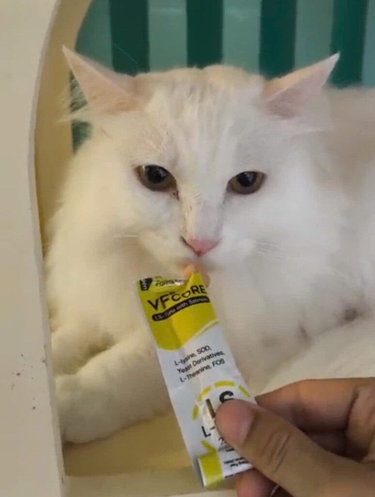 Thức ăn thưởng cho thú cưng