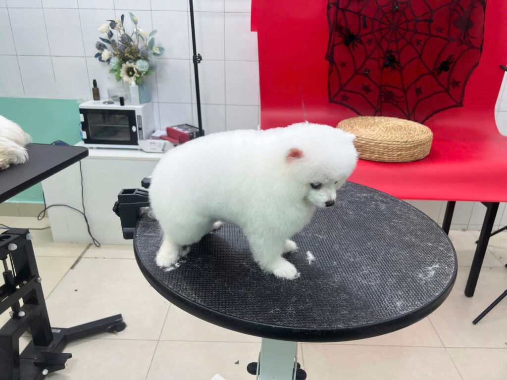 Cách trị ve rận cho chó mèo