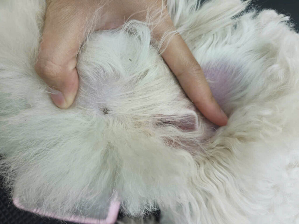 Ve rận ở chó mèo