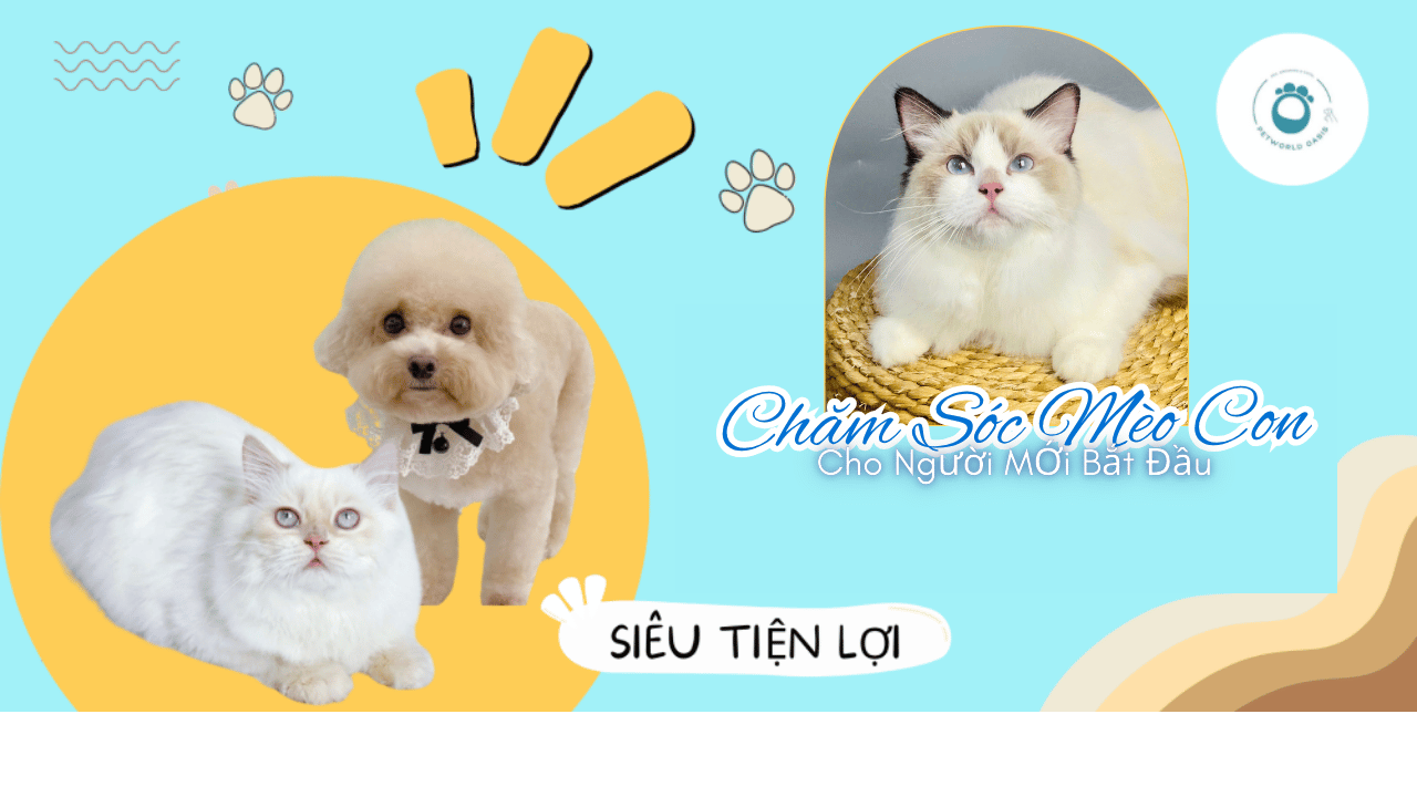Hướng dẫn chăm sóc mèo con đúng cách