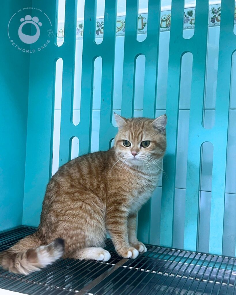 Chăm sóc chó mèo tại Petworld OASIS