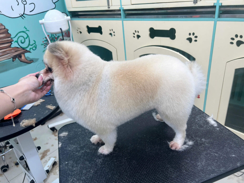 Grooming cho thú cưng