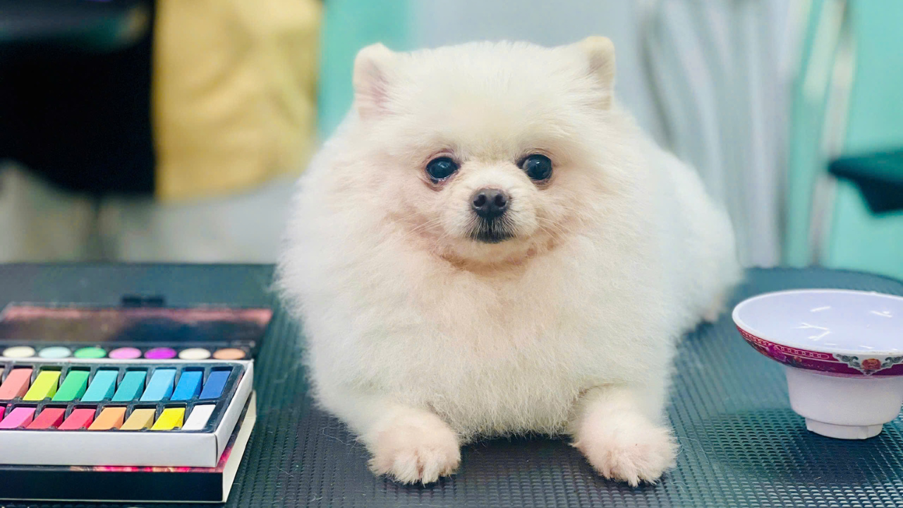 Dịch Vụ Grooming Thú Cưng Định Kỳ