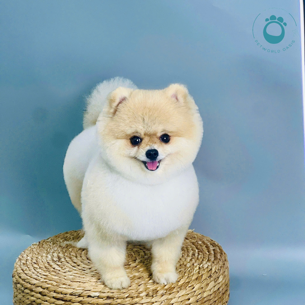 Spa thú cưng Petworld oasis Bình Thạnh