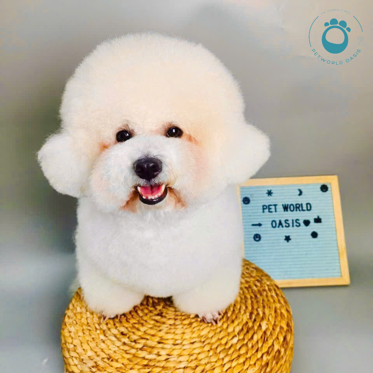 Top 10 Thức Ăn Hạt Cho Chó Mèo