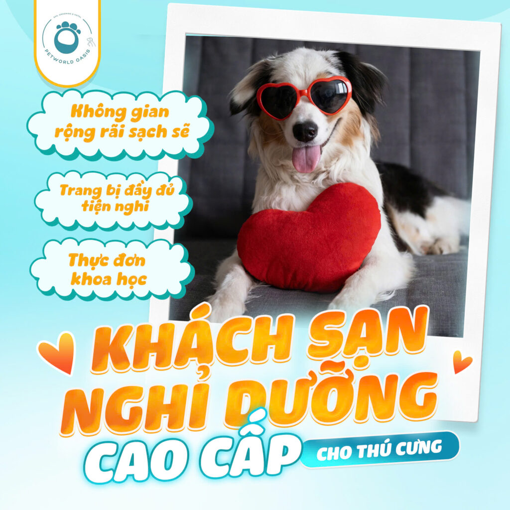 Pet Hotel tại TP.HCM