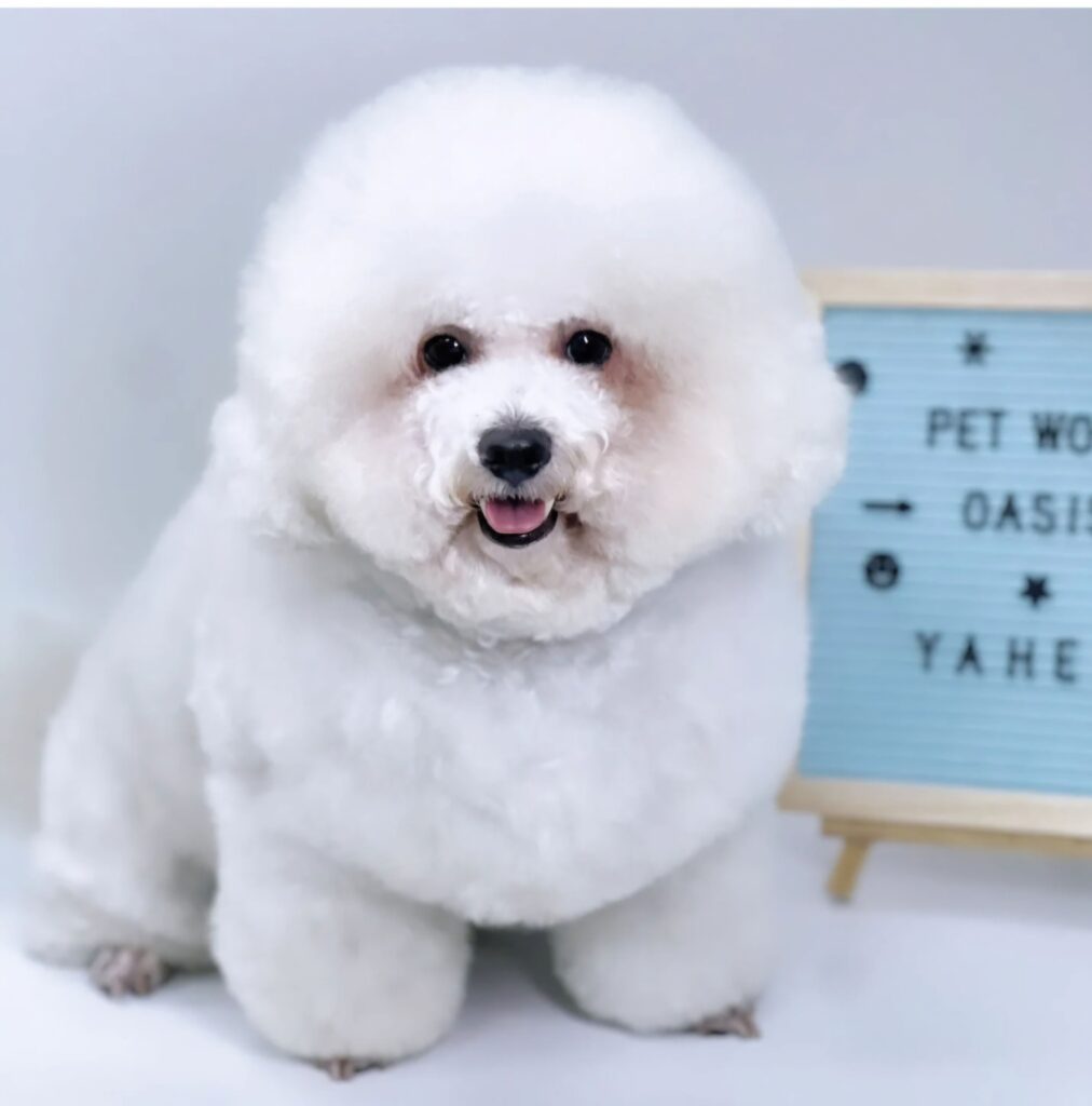 Grooming cho chó mèo