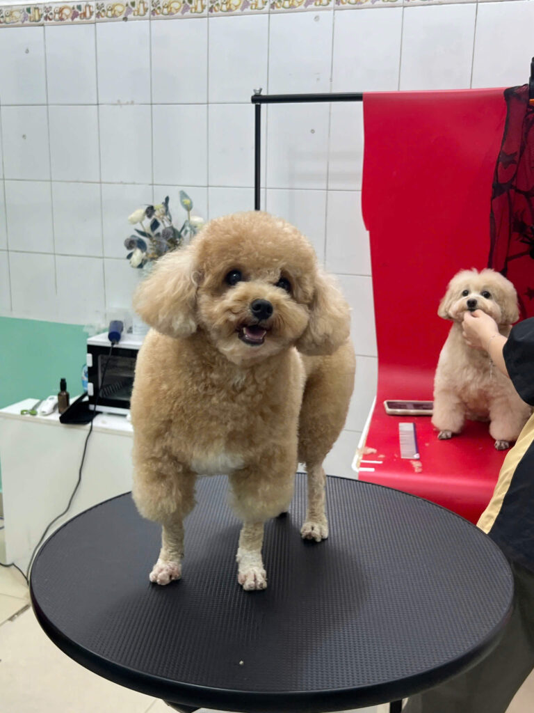 Dấu hiệu stress ở chó mèo
