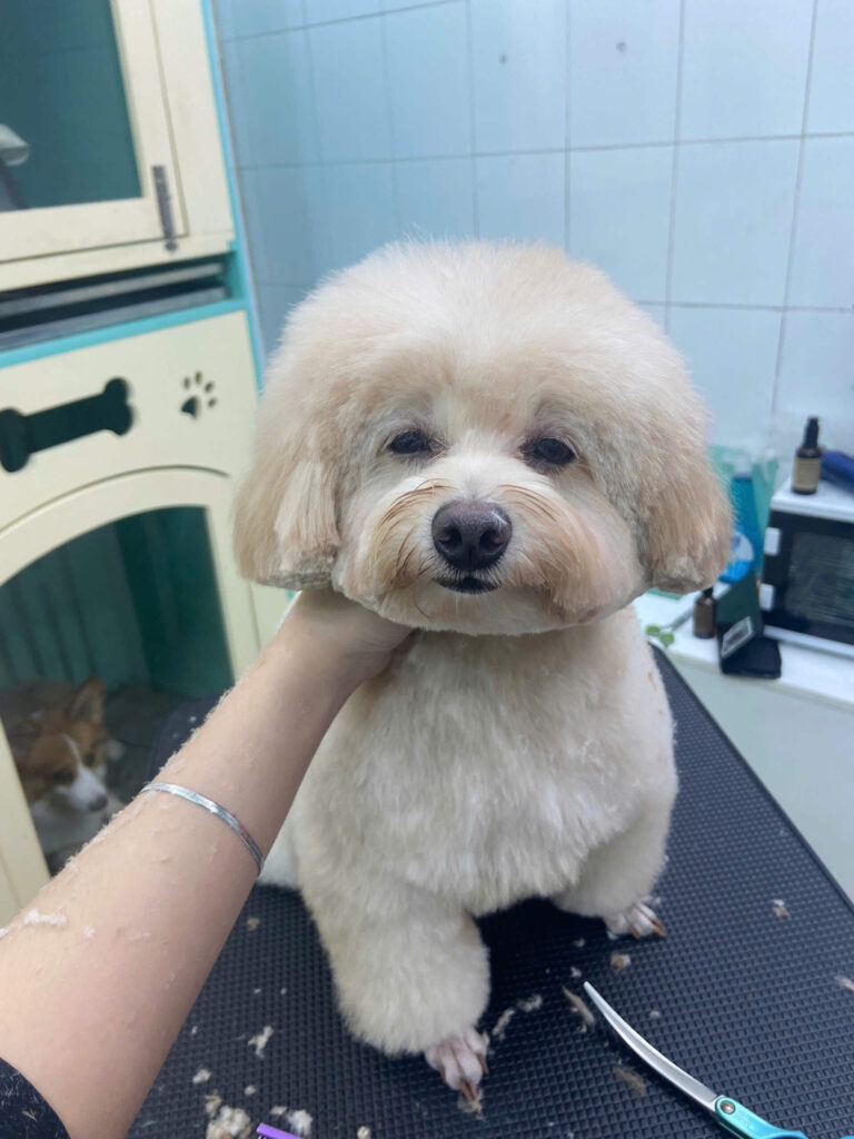 Nguyên nhân stress ở thú cưng