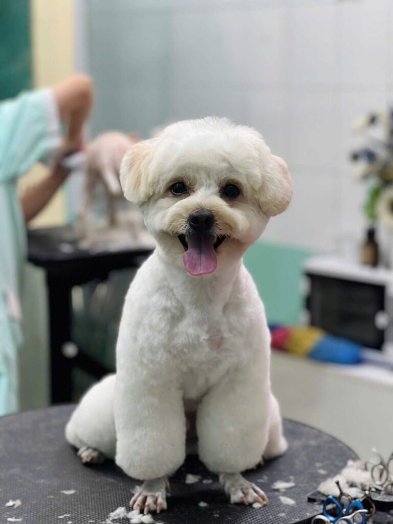Vệ sinh tai và mắt cho thú cưng
