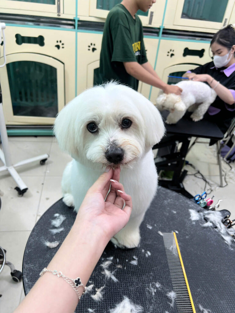 Spa thú cưng Petworld OASIS