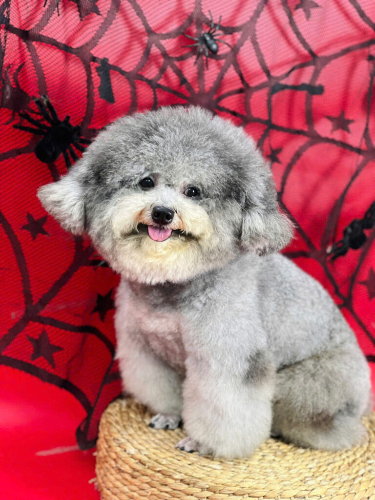 Grooming thú cưng