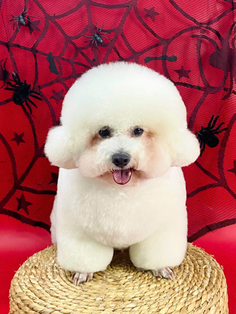 Spa thú cưng Petworld OASIS