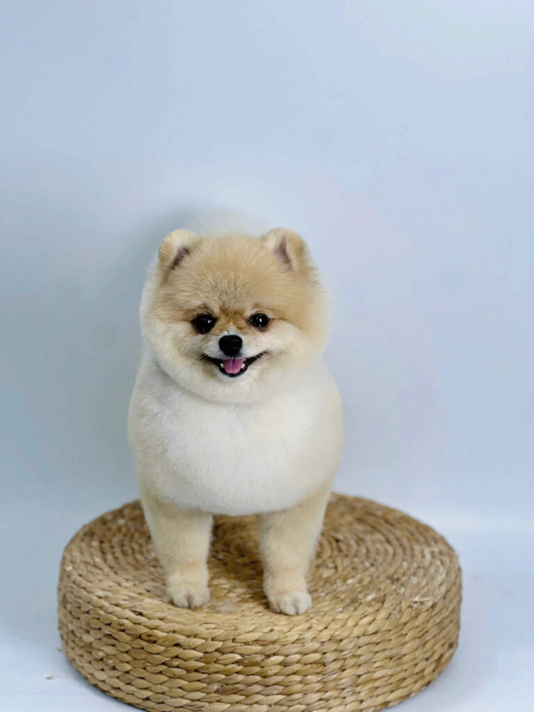 Dinh dưỡng cho thú cưng