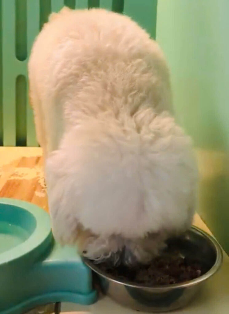 Chế độ ăn cho chó mèo