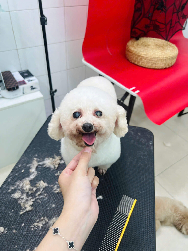 Chở chó mèo đi spa