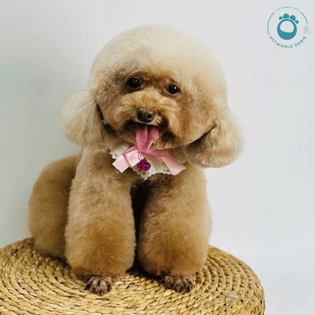 Tiêu chí chọn dịch vụ trông giữ thú cưng uy tín