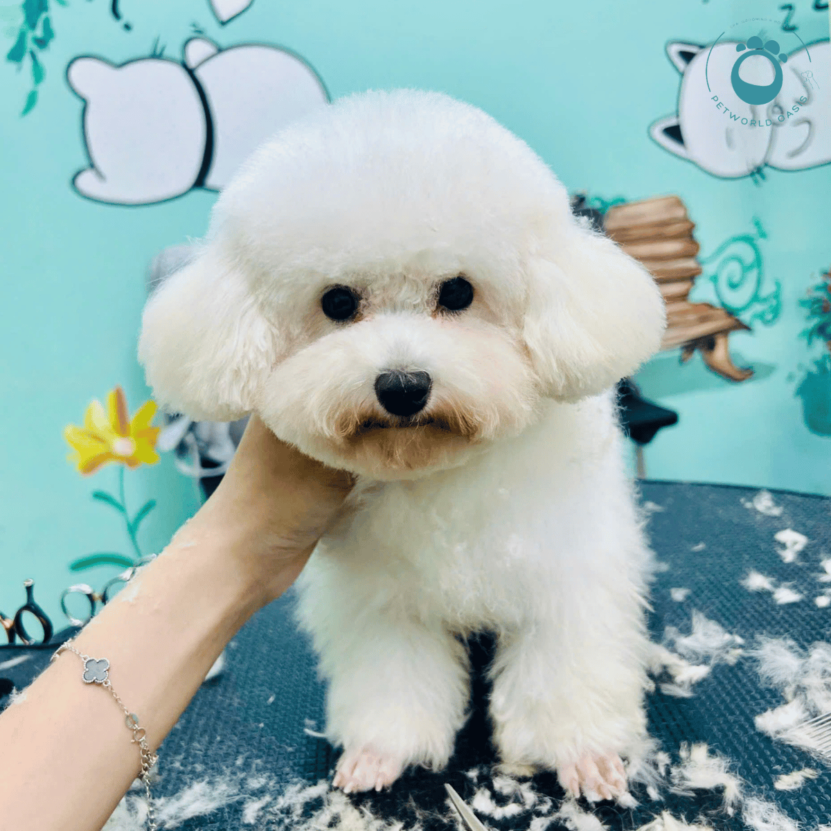 Kinh Nghiệm Gửi Thú Cưng Khi Đi Du Lịch