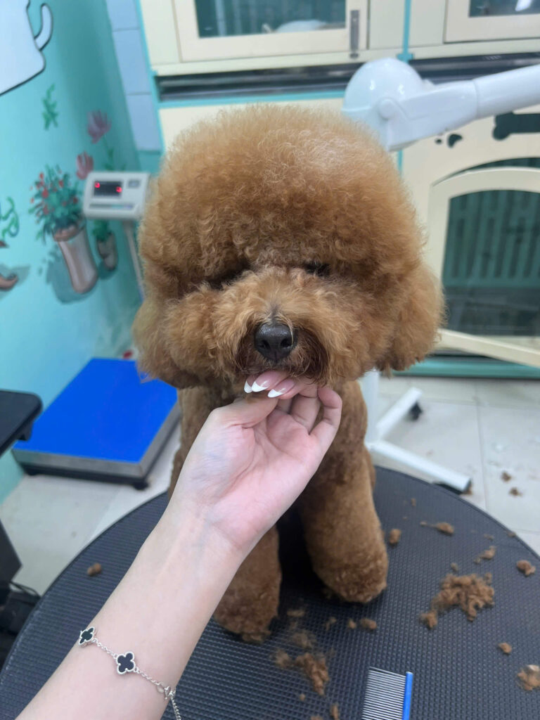 Cạo lông, tỉa lông cho chó mèo