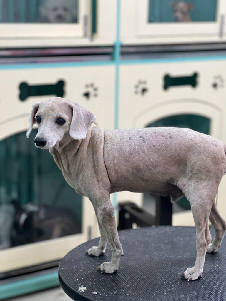Cạo lông cho chó mèo
