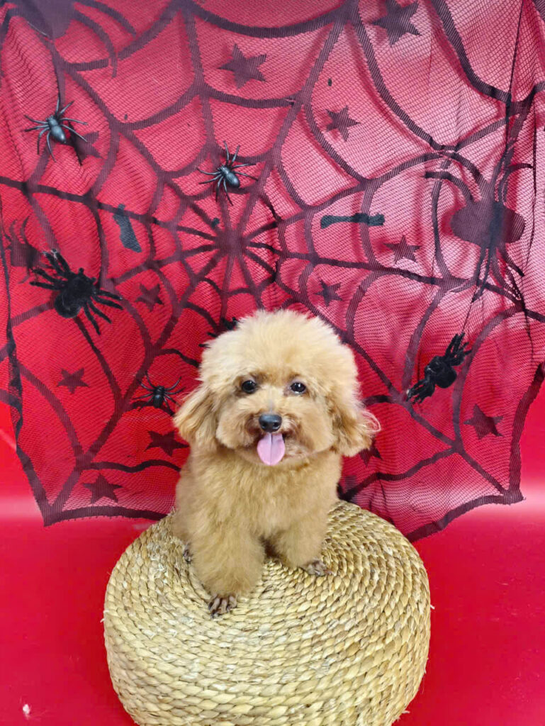 Tắm cho chó mèo tại nhà