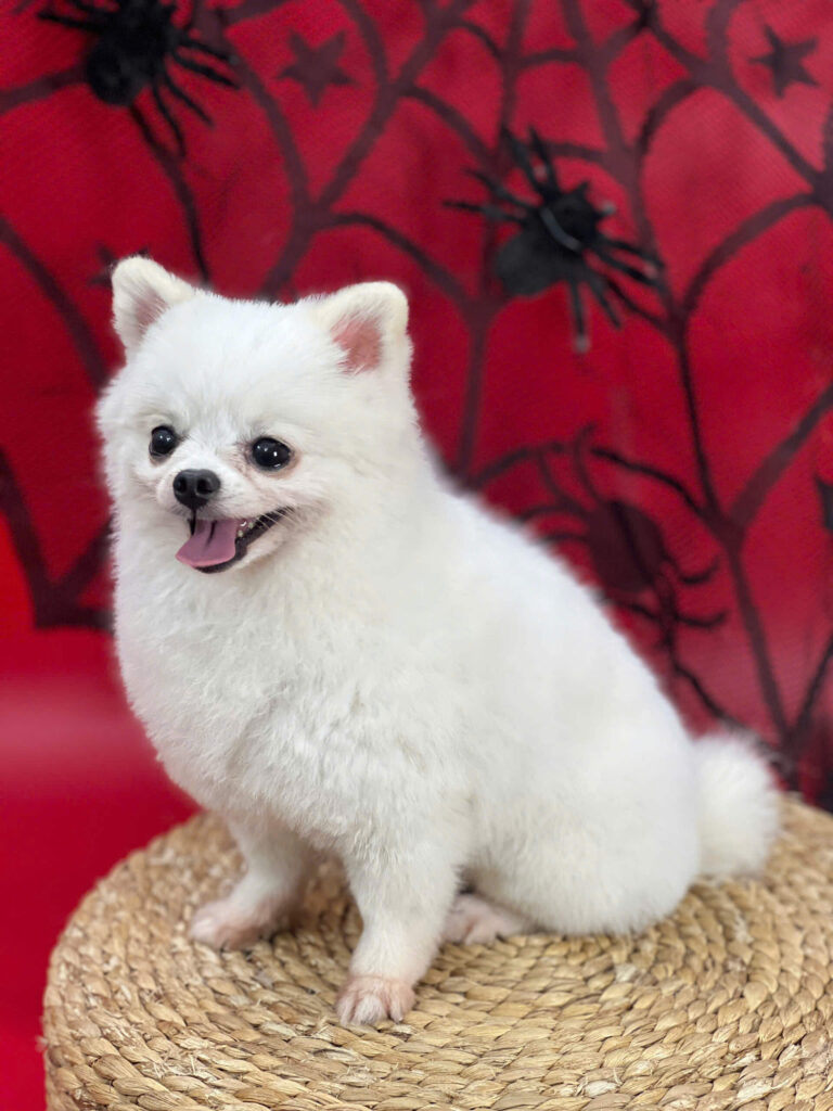 PETWORLD OASIS Bình Thạnh