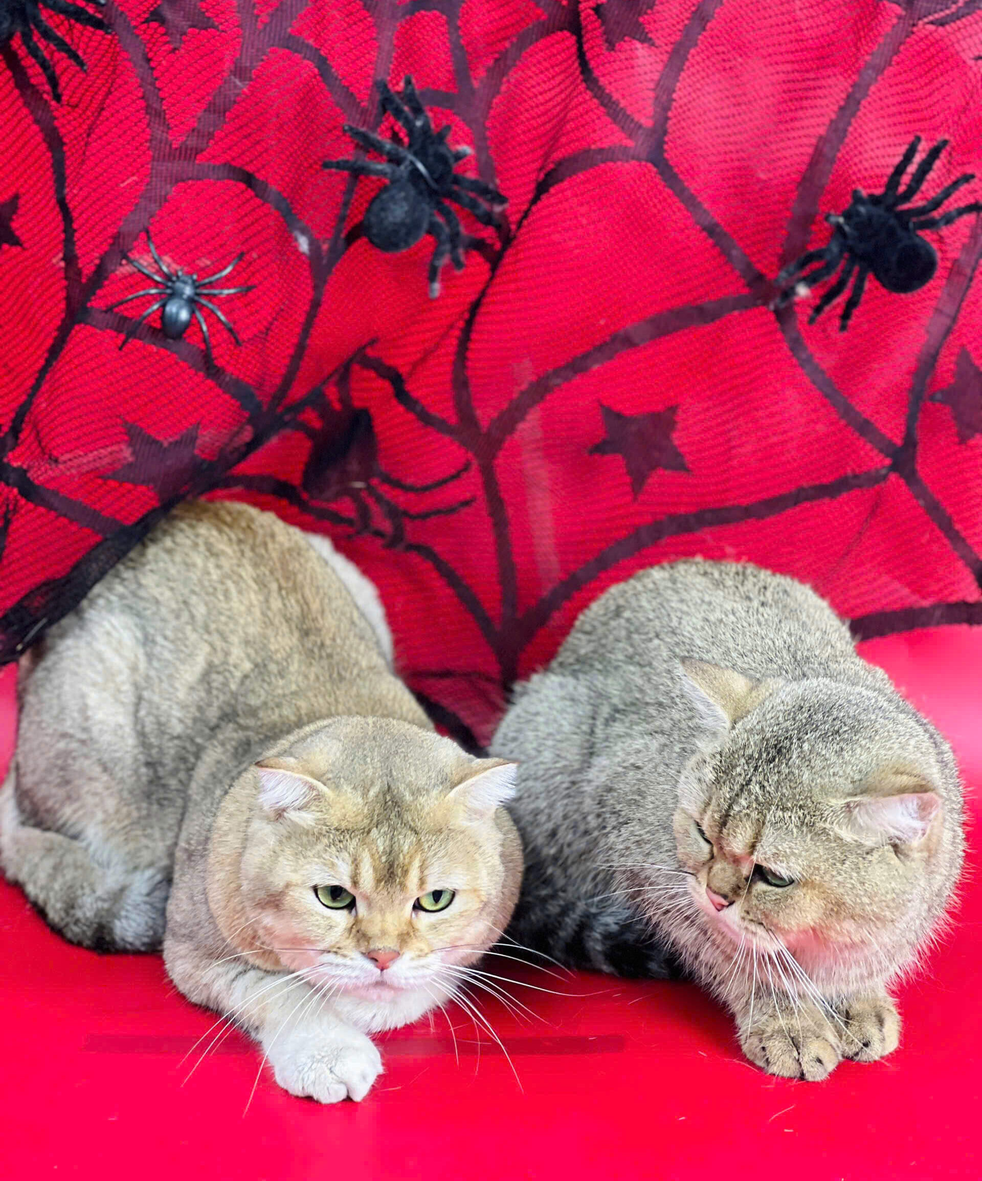 Grooming thú cưng tại Petworld OASIS