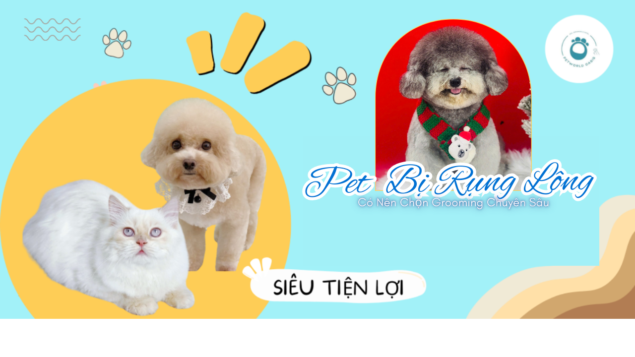 Pet Hay Bị Rụng Lông