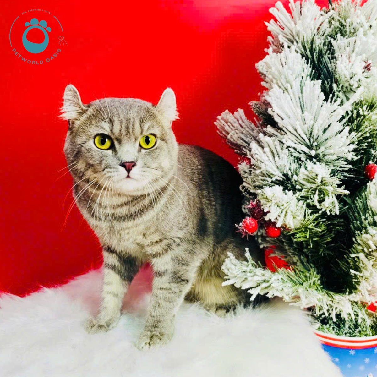 Chăm Sóc Chó Mèo Mùa Nắng