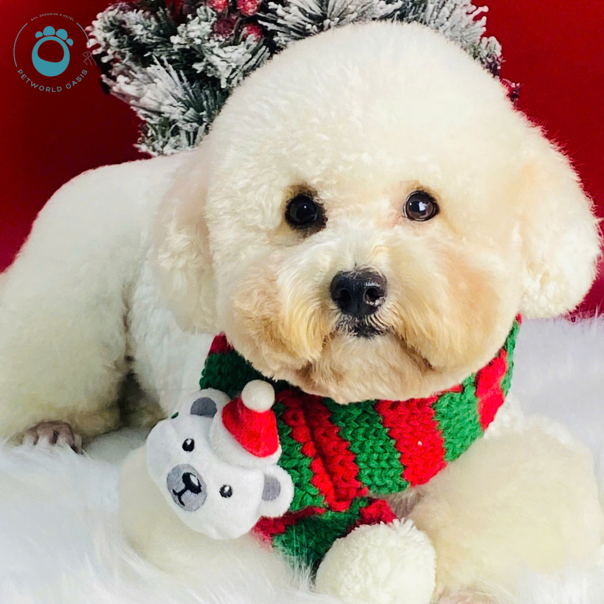 Chăm Sóc Chó Mèo Mùa Nắng