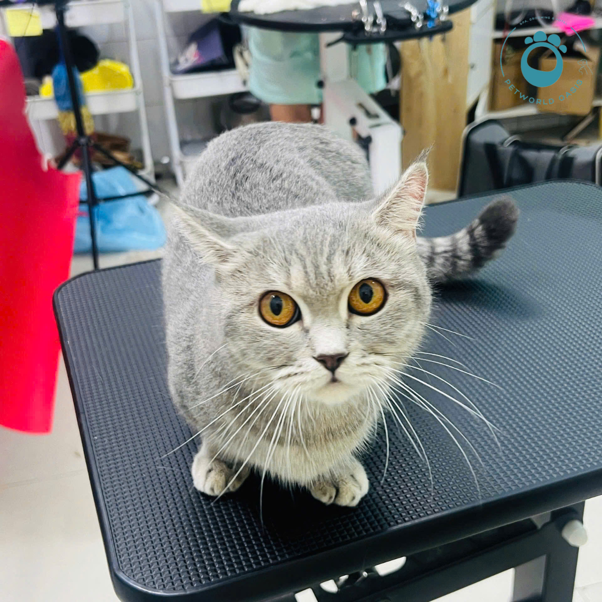 Quy Trình Lưu Trú Tại Pet Hotel 