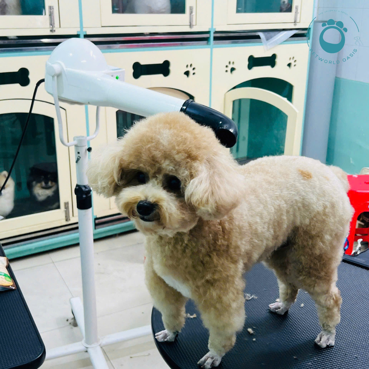 Quy Trình Lưu Trú Tại Pet Hotel 