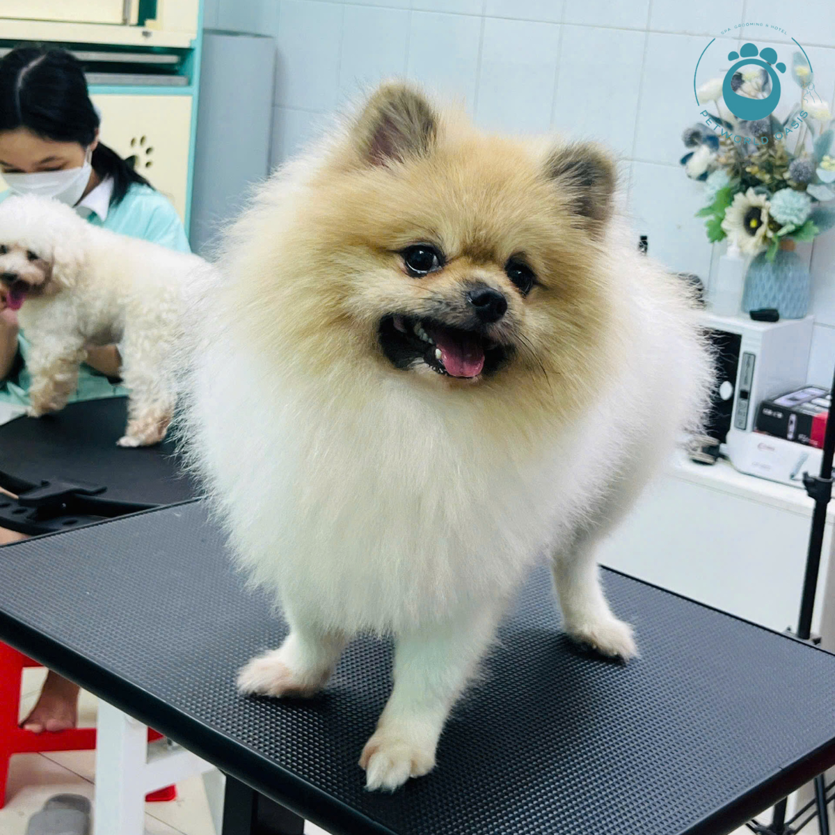 Quy Trình Lưu Trú Tại Pet Hotel 