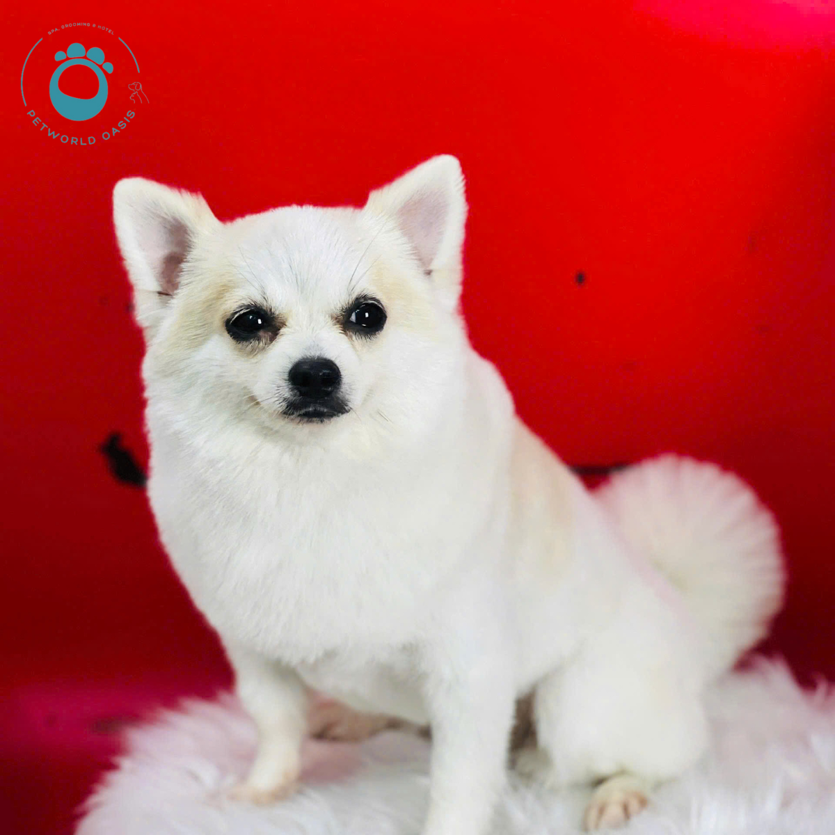 Thú Cưng Cần Grooming Chuyên Sâu