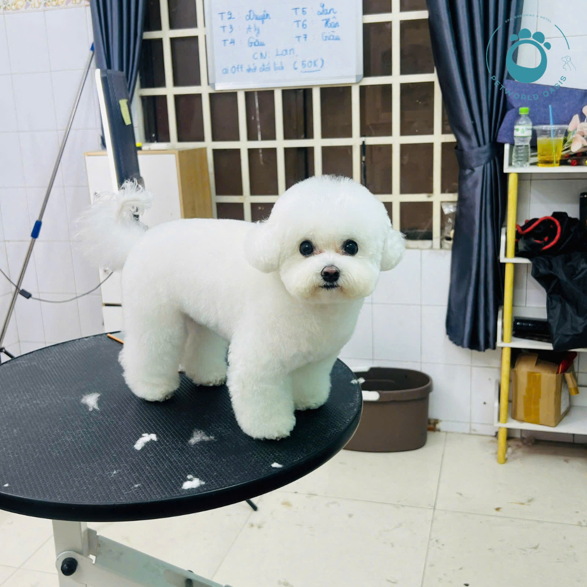 Thú Cưng Cần Grooming Chuyên Sâu