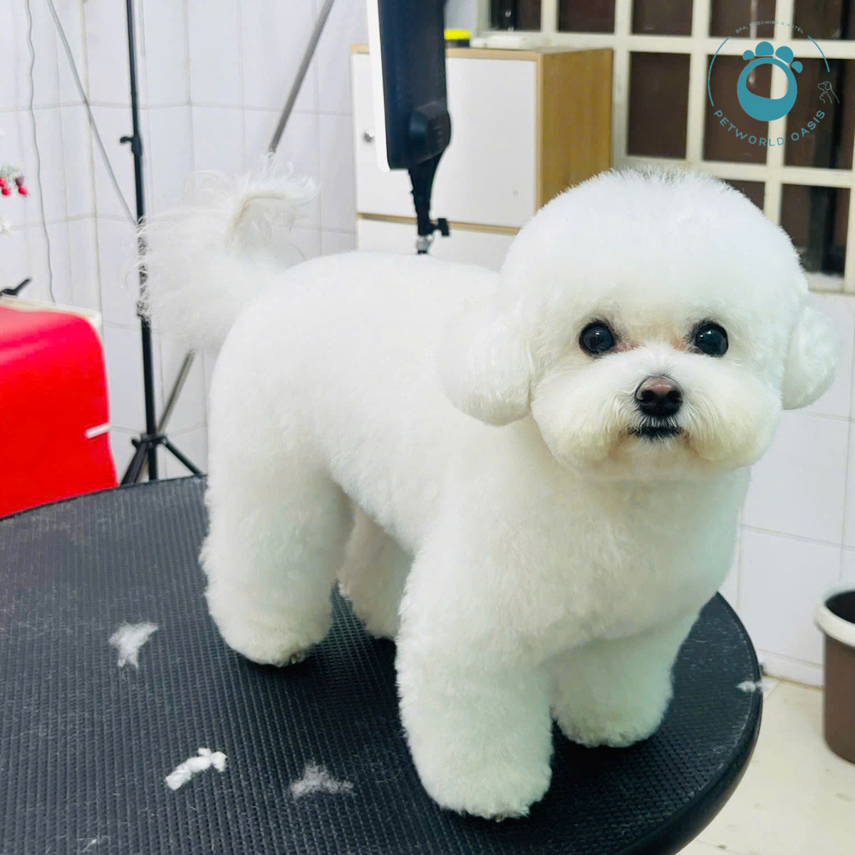 Thú Cưng Cần Grooming Chuyên Sâu