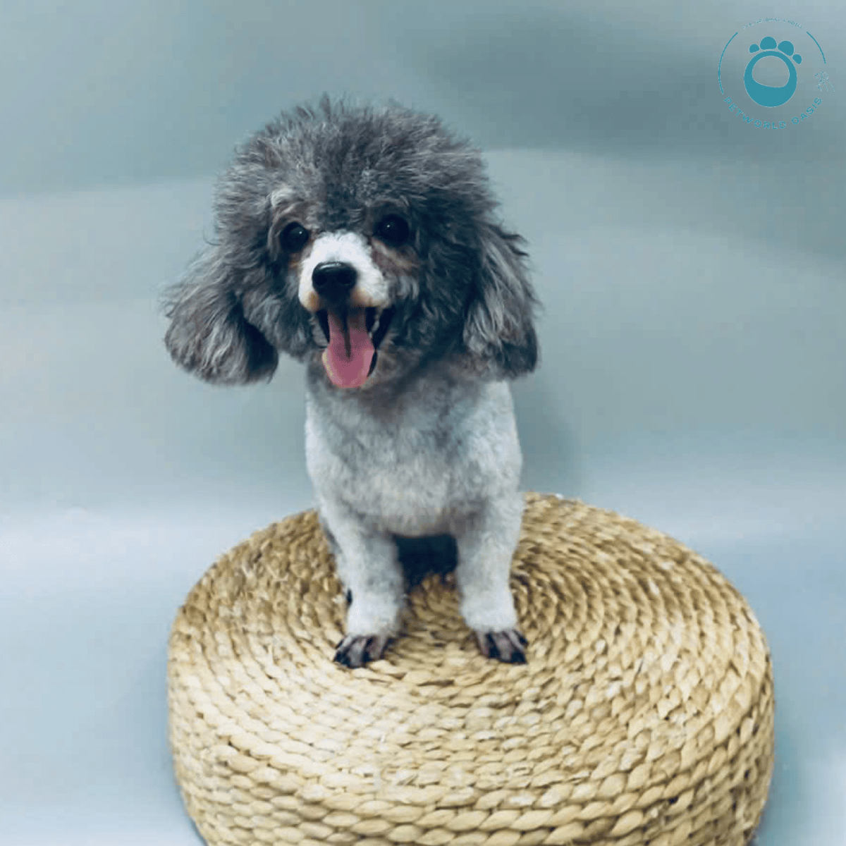 Thành Phần Hạt Cho Thú Cưng