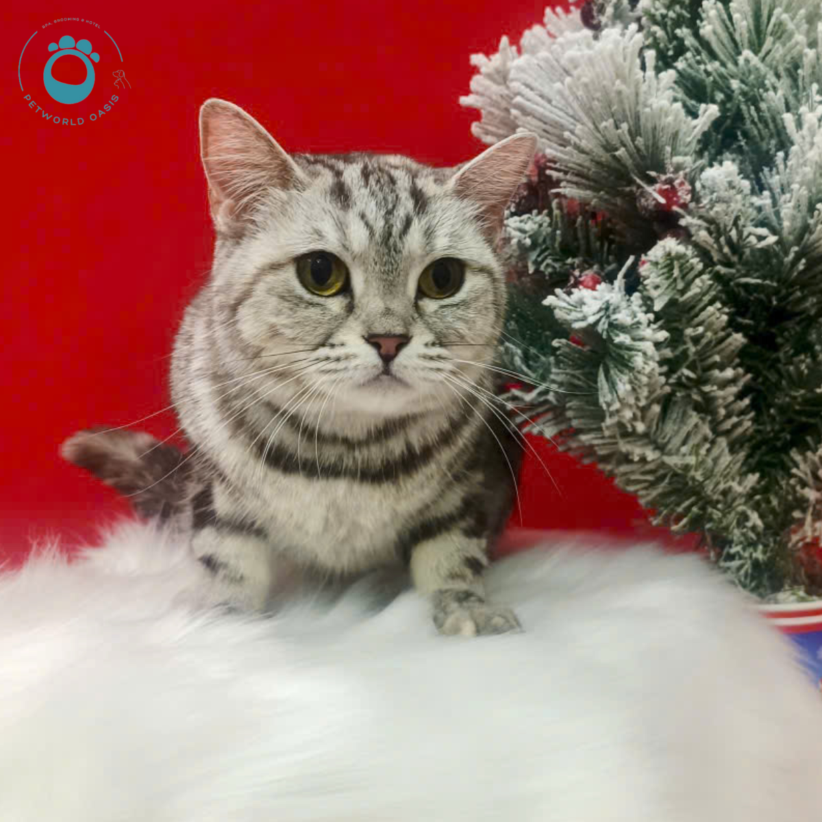 Chăm Sóc Chó Mèo Mùa Nắng