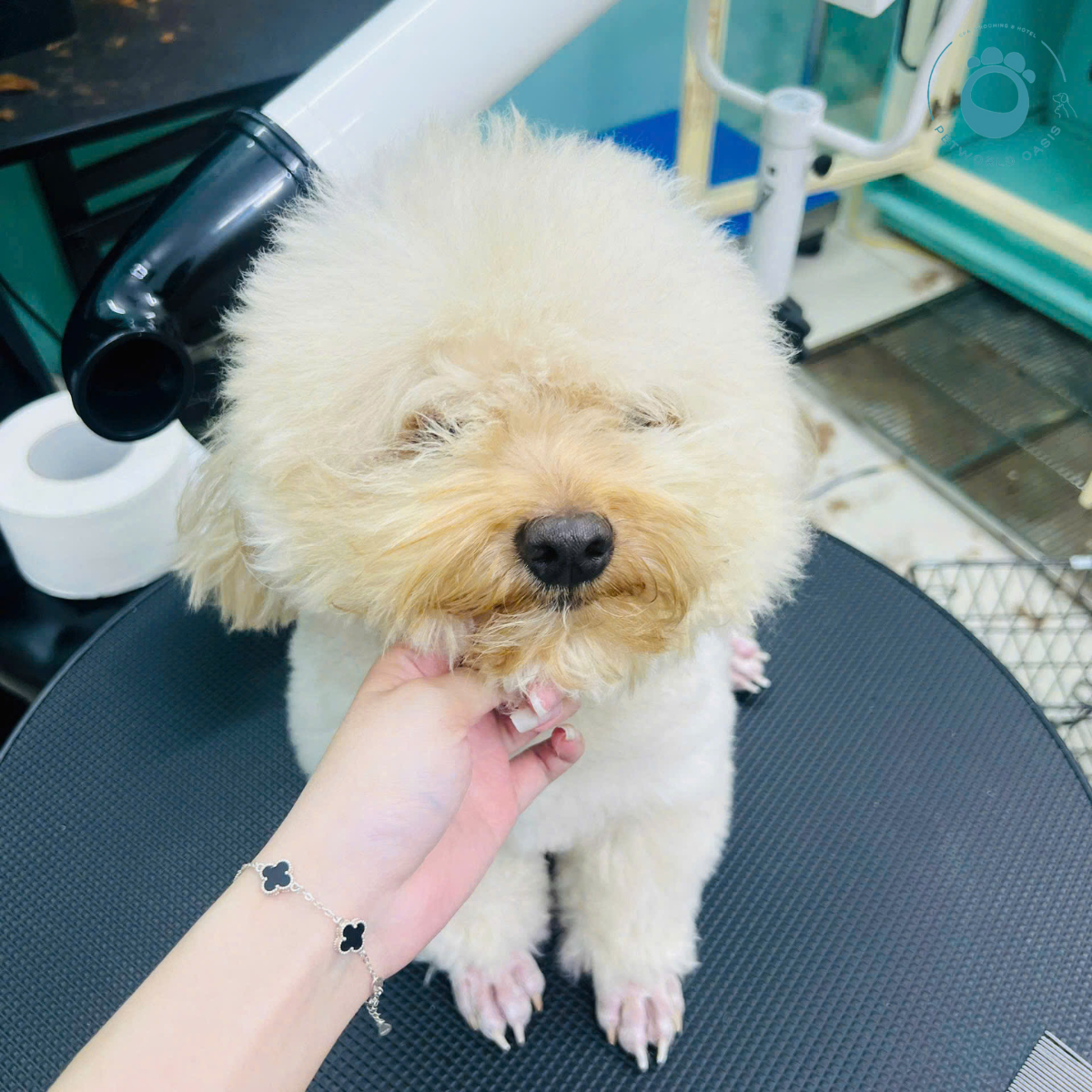 Thay Lông Ở Thú Cưng