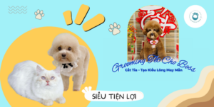 Grooming Cắt Tỉa – Tạo Kiểu Lông