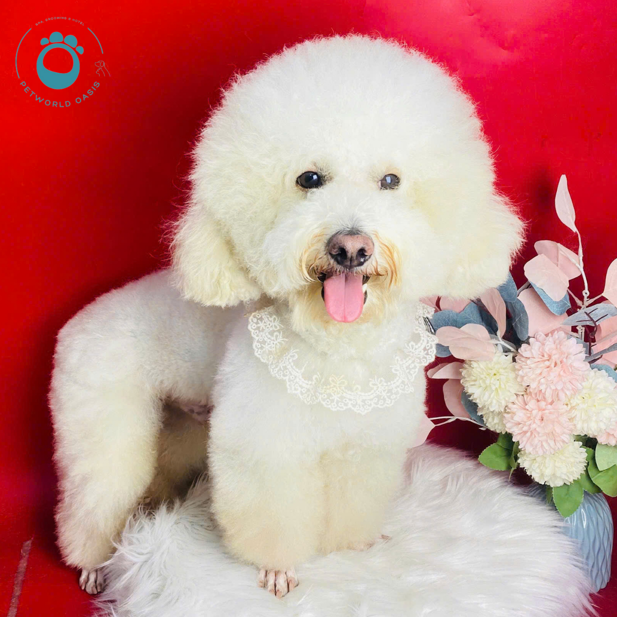 Pet Đi Spa Trước Tiêm Phòng