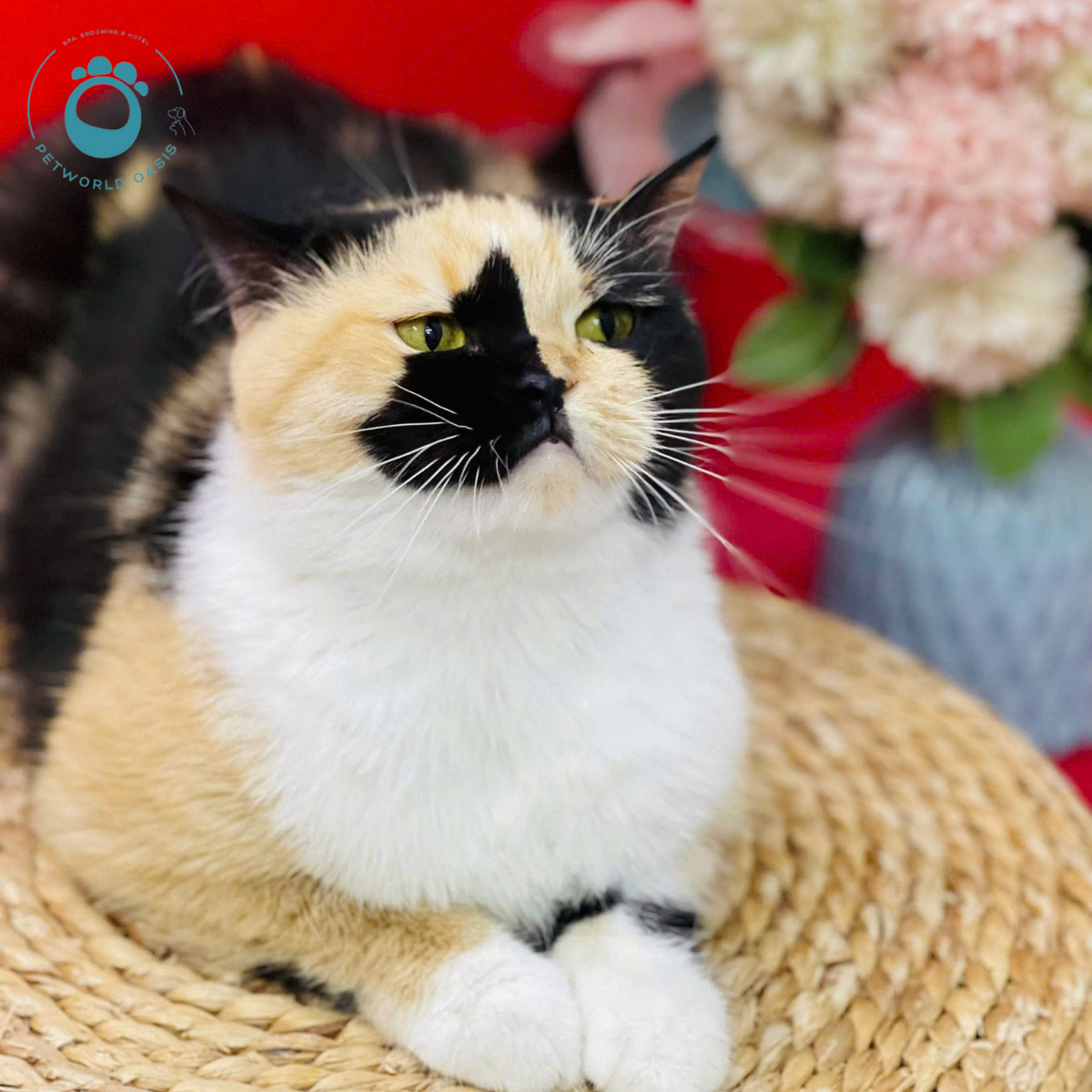Pet Đi Spa Trước Tiêm Phòng