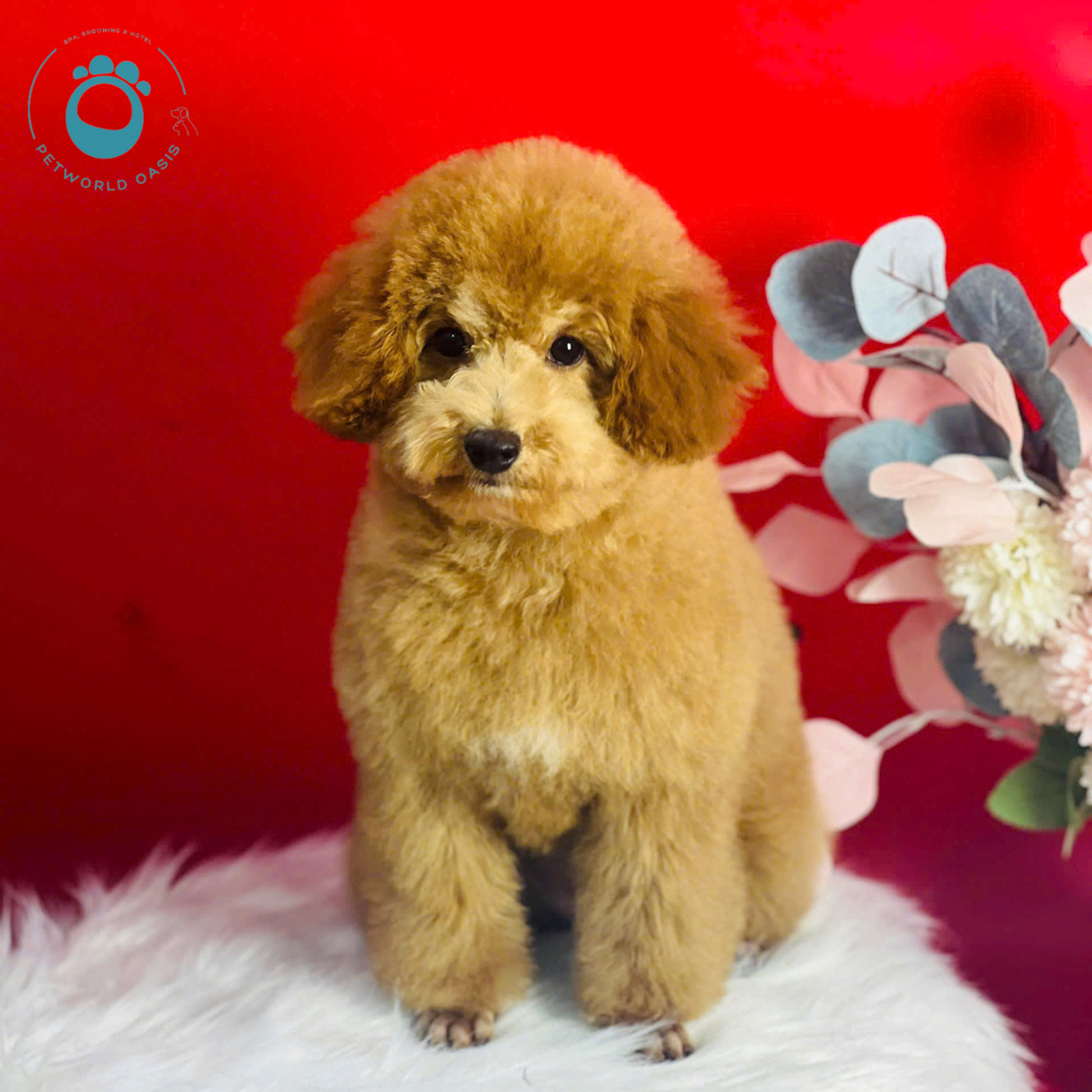 Ăn Uống Đúng – Grooming Nhàn