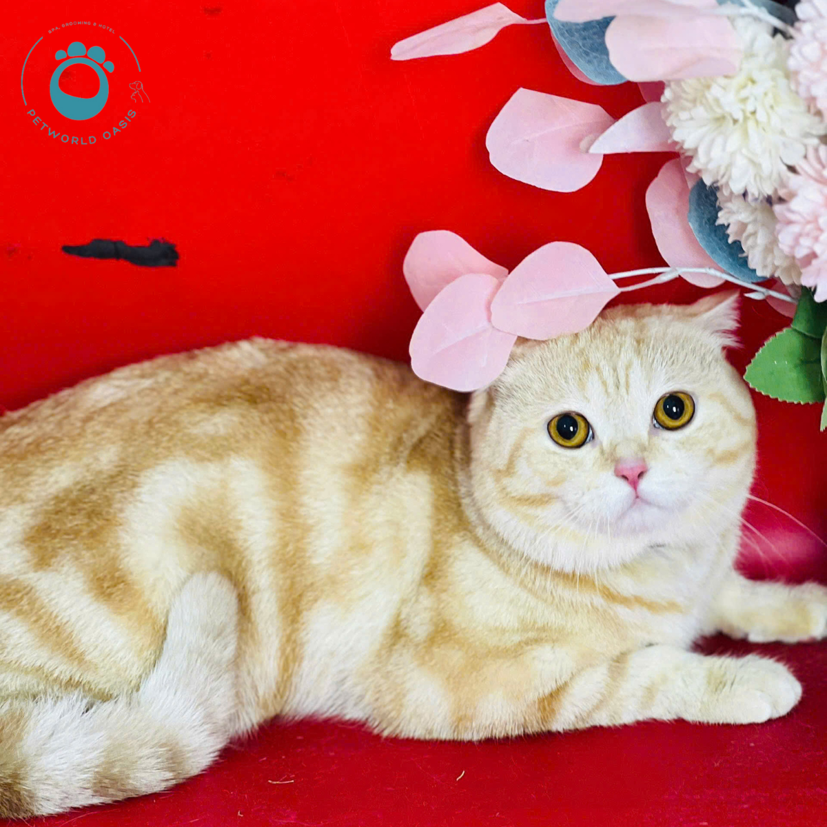 Cách Nuôi Chó Mèo Khoa Học Khỏe Mạnh, Ít Bệnh, Ít Stress - PETSHOP BÌNH ...