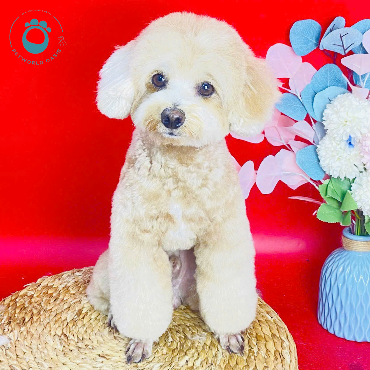 Cách Nuôi Chó Mèo Khoa Học Khỏe Mạnh, Ít Bệnh, Ít Stress - PETSHOP BÌNH ...