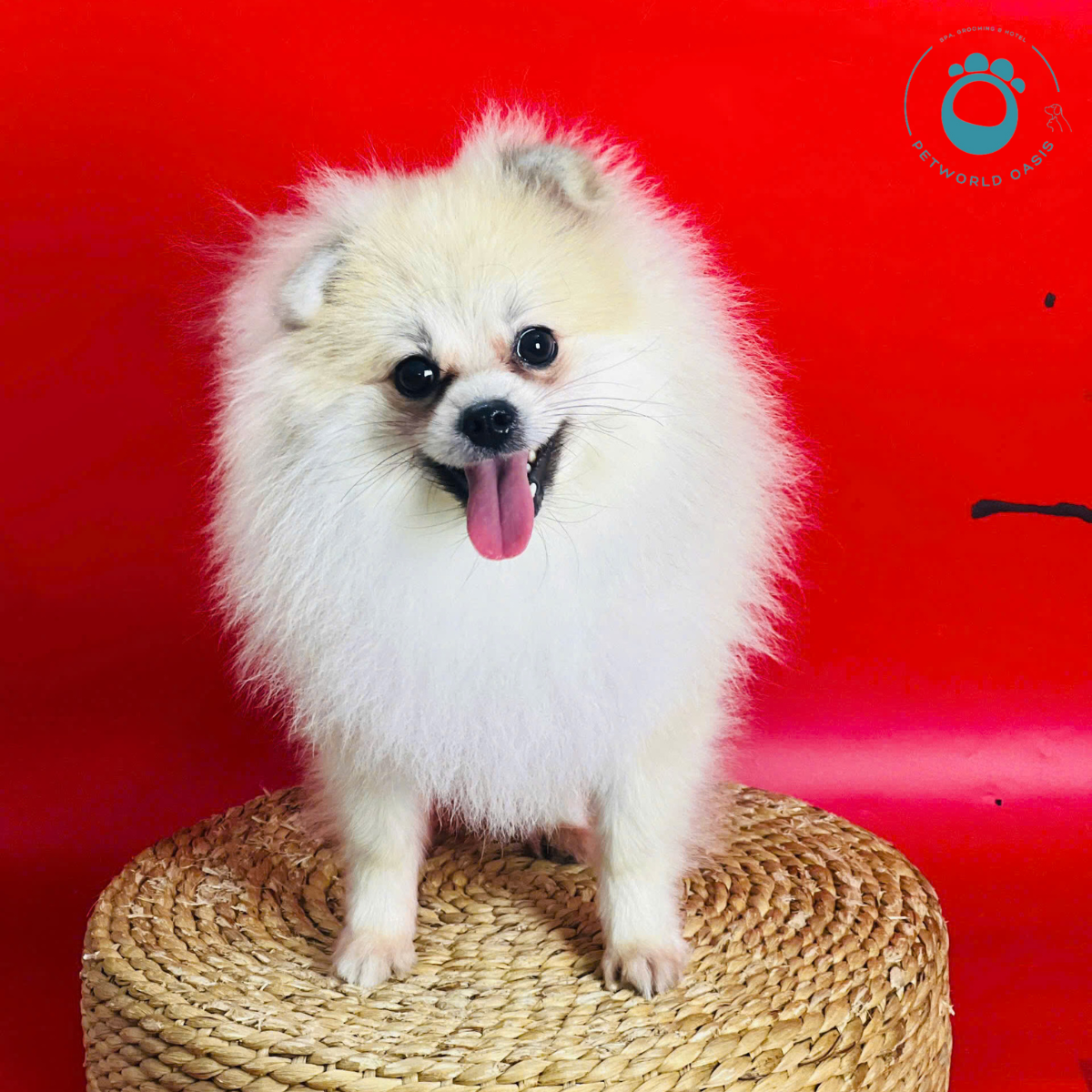 Thú Cưng Bị Viêm Da 