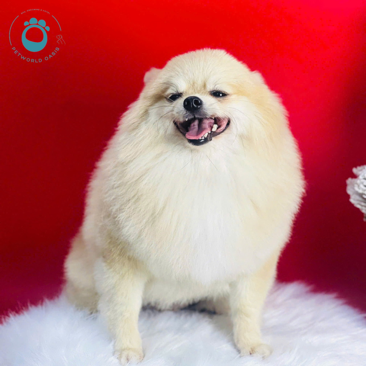 Pet Đi Spa Trước Tiêm Phòng