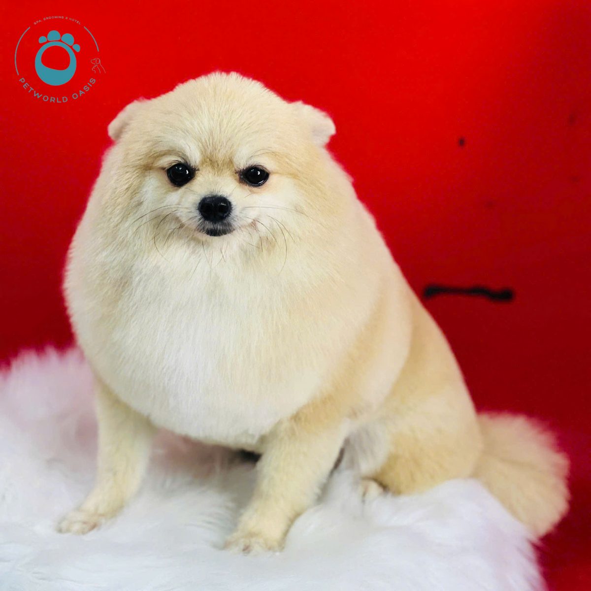 Grooming Định Kỳ 