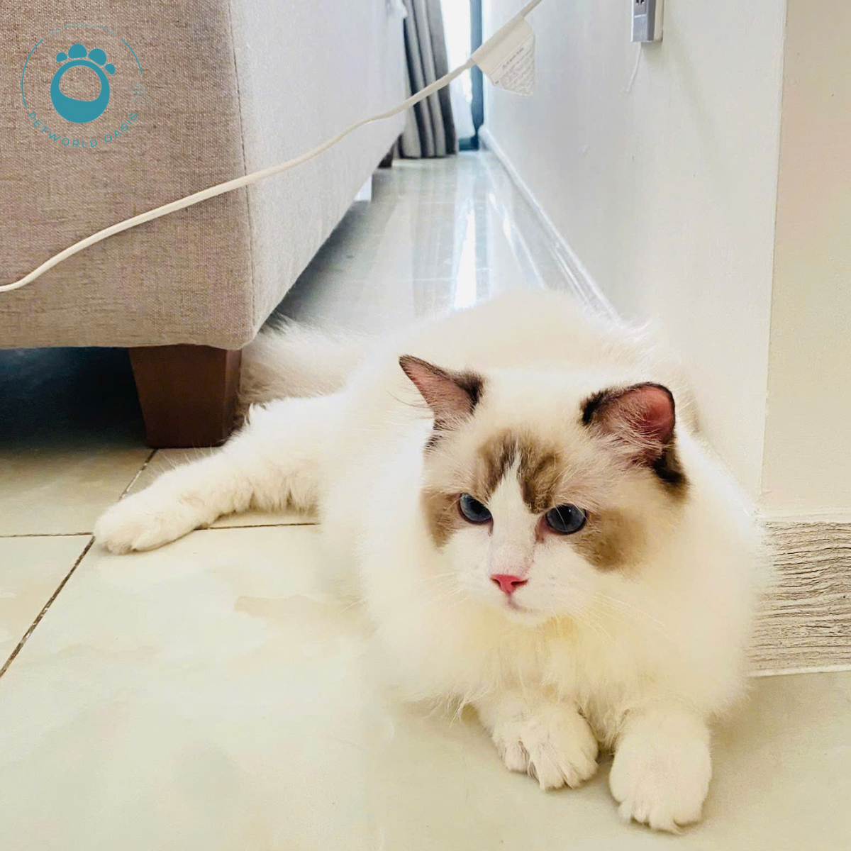 Grooming Định Kỳ 