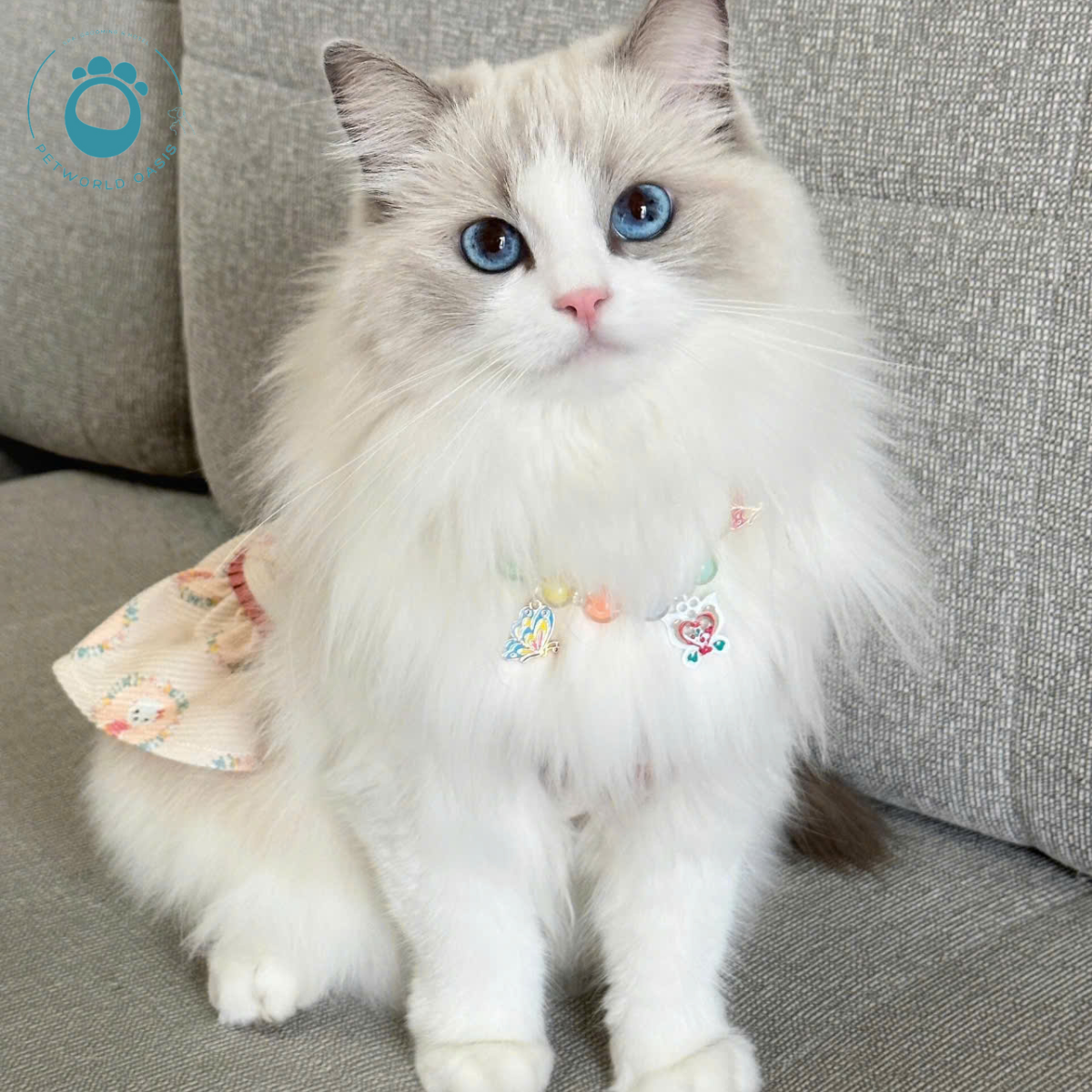 Thú Cưng Bị Viêm Da 